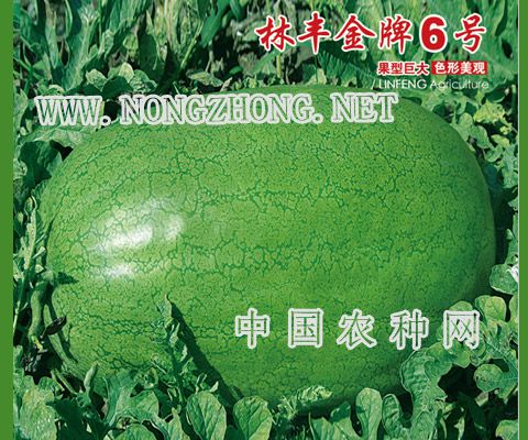林丰金牌6号